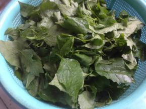 白花菜摘洗干净