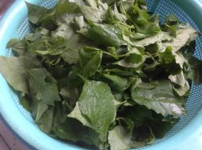 白花菜摘洗干净