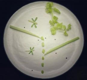 芹菜水滴