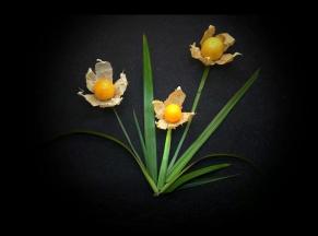 菇凉果