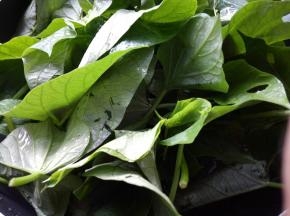 红薯叶倒入锅中。