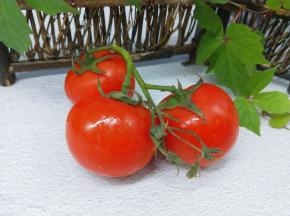 给你们看看我买的小番茄，特好新鲜诱人。