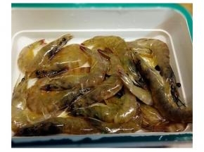 虾开背洗净