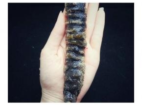 泡发两天的海参