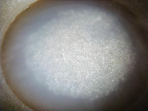 西米入开水锅里煮5分钟关火焖5分钟，然后再开火煮5分钟再焖一会，直到没有白芯捞出过凉水。