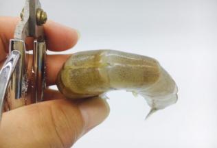 用剪子将虾的背部剪开。