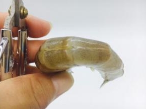 用剪子将虾的背部剪开。