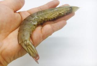 剪去虾的小爪。