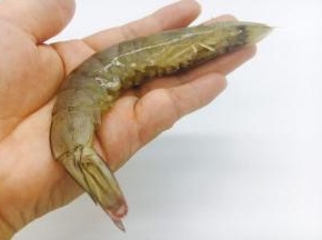 剪去虾的小爪。