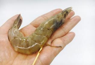 用牙签挑出虾线。