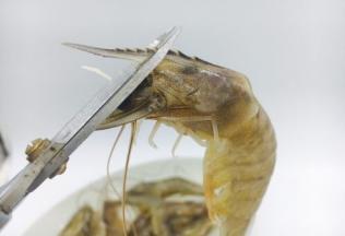 剪去虾枪，虾须子。