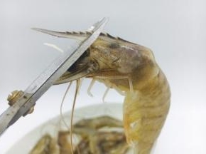 剪去虾枪，虾须子。