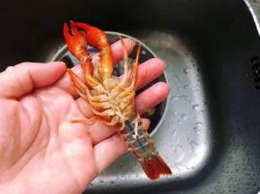​2，接着用水清洗小龙虾，边冲水边用刷子刷洗小龙虾，沥干水备用。