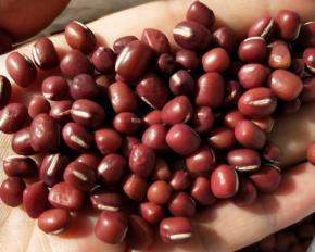 红豆洗净，用水泡一晚上。