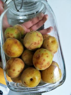 放干净的密封瓶子里，闷个一个星期左右