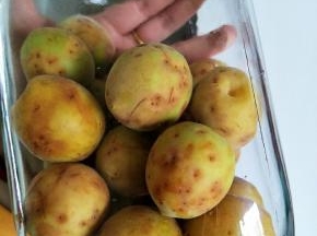 放干净的密封瓶子里，闷个一个星期左右