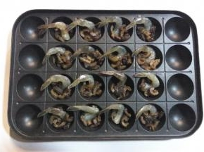 小丸子模具刷少许油，依次放入虾、海参。