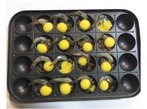 打入1只鹌鹑蛋，放入烤箱180度20分钟，没烤箱的放炉上小火煎至鹌鹑蛋熟了就o啦。