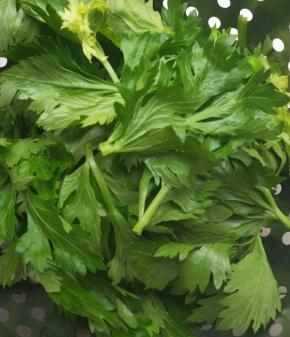 买一把芹菜，摘下芹菜叶不要丢弃哟，营养大大的！