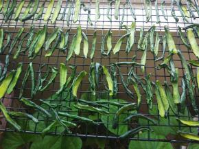 皮风干水后翻面，有肉的那面比较难干，晾到微微卷起就好了。