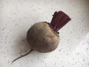 这就是我们今天分享菜谱的主角甜菜根，甜菜根又称紫菜头，虽然其貌不扬，但是其营养价值非常高。甜菜根中具有自然红色维生素B12和优质的铁质，是妇女与素菜者补血的最佳自然营养品。甜菜根颜色越深品质越好。