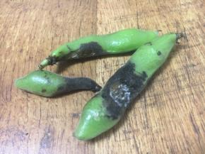 像这种发黑的就不要了。