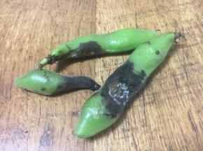 像这种发黑的就不要了。