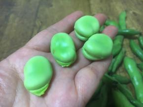 取出蚕豆粒，不用去皮，因为新鲜的蚕豆很嫩，皮也很嫩，可以吃。