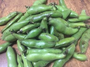 准备好新鲜的蚕豆。