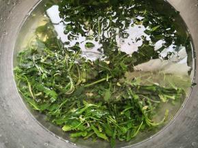 3.	再捞出投入凉水中将其拔透，目的是去除蒲公英的苦涩味，