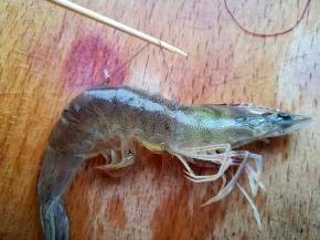 用剪刀剪掉大虾的胡须，在大虾大背部划开一个口，挑出沙线