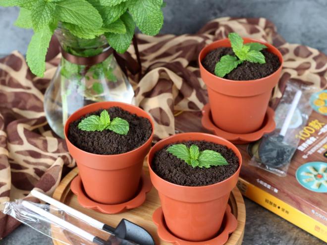 奥利奥酸奶盆栽