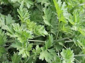 新鲜的艾草洗净备用