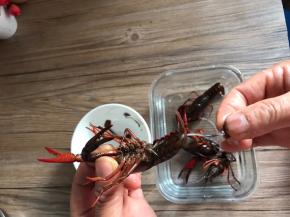 左手捏紧小龙虾的头，右手掐紧小龙虾尾部中间的部位，拉出虾肠