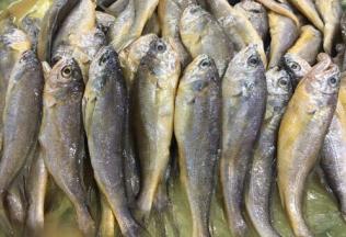 这是野生小黄花鱼，很鲜美。