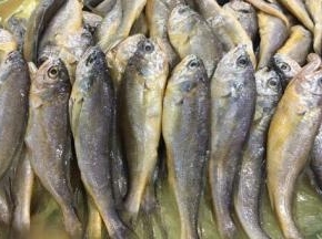 这是野生小黄花鱼，很鲜美。