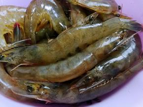 基围虾洗干净，减去虾爪