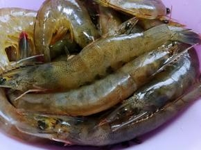 基围虾洗干净，减去虾爪