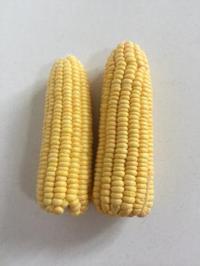 准备两根甜玉米。