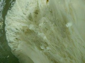 把面团揉圆，然后盖上湿布，放到温暖处发酵一个小时左右，拉开面团有蜂窝状即可。