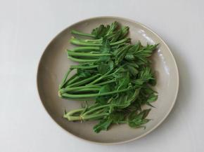 焯过水的香椿沥干水分