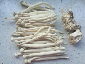 白玉菇去掉根部。