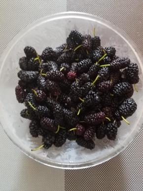 桑葚先用盐水洗净沥水。