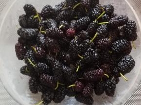 桑葚先用盐水洗净沥水。