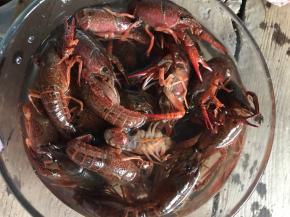 用盐水浸泡半小时