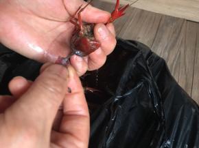 捏紧小龙虾的头和钳子，拉出虾肠，再剪去虾须