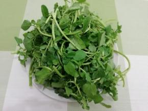 将西洋菜去掉坏的叶子和根部，先用盐水浸泡一会儿，然后洗干净