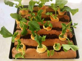 之后在萝卜洞内装饰上适量的萝卜叶子