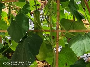 炖的过程中准备瓠子，这就是蔬菜瓠子，嘿嘿