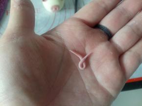 再捏个小猪的尾巴